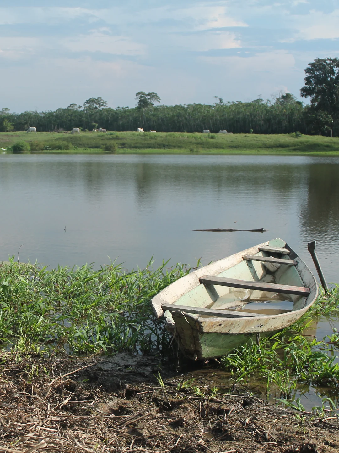 Lago isolado do Rio Solimões na seca de 2023. Tiago da Mota e Silva / Wikimedia Commons, CC BY-SA 4.0. Imagem ilustrativa.