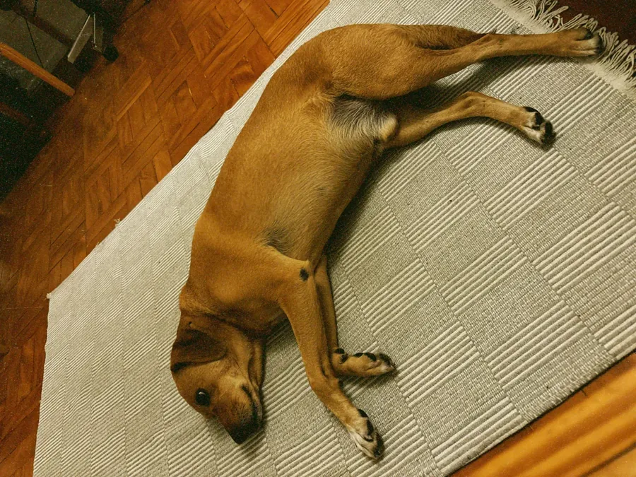 Vira-lata caramelo. Imagem ilustrativa, não é o cachorro de Porto Jofre. Foto: Vitor Coelho Nisida / Wikimedia Commons, domínio público