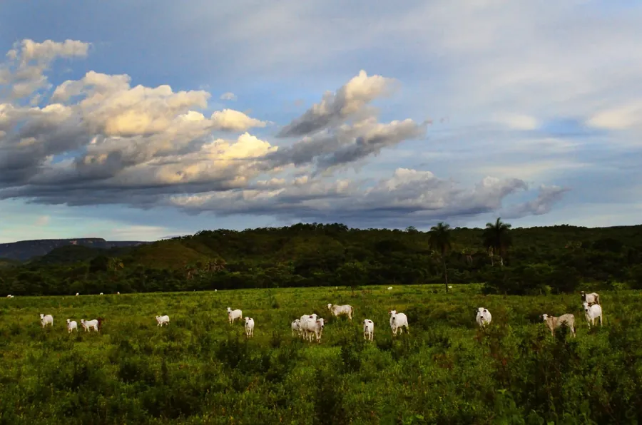 Gado nelore em pasto no Brasil. Foto: Carlos Ebert / Wikimedia Commons, CC BY 2.0. Imagem ilustrativa.