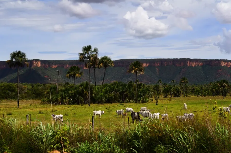 Gado nelore no pasto em Campos Belos, Goiás