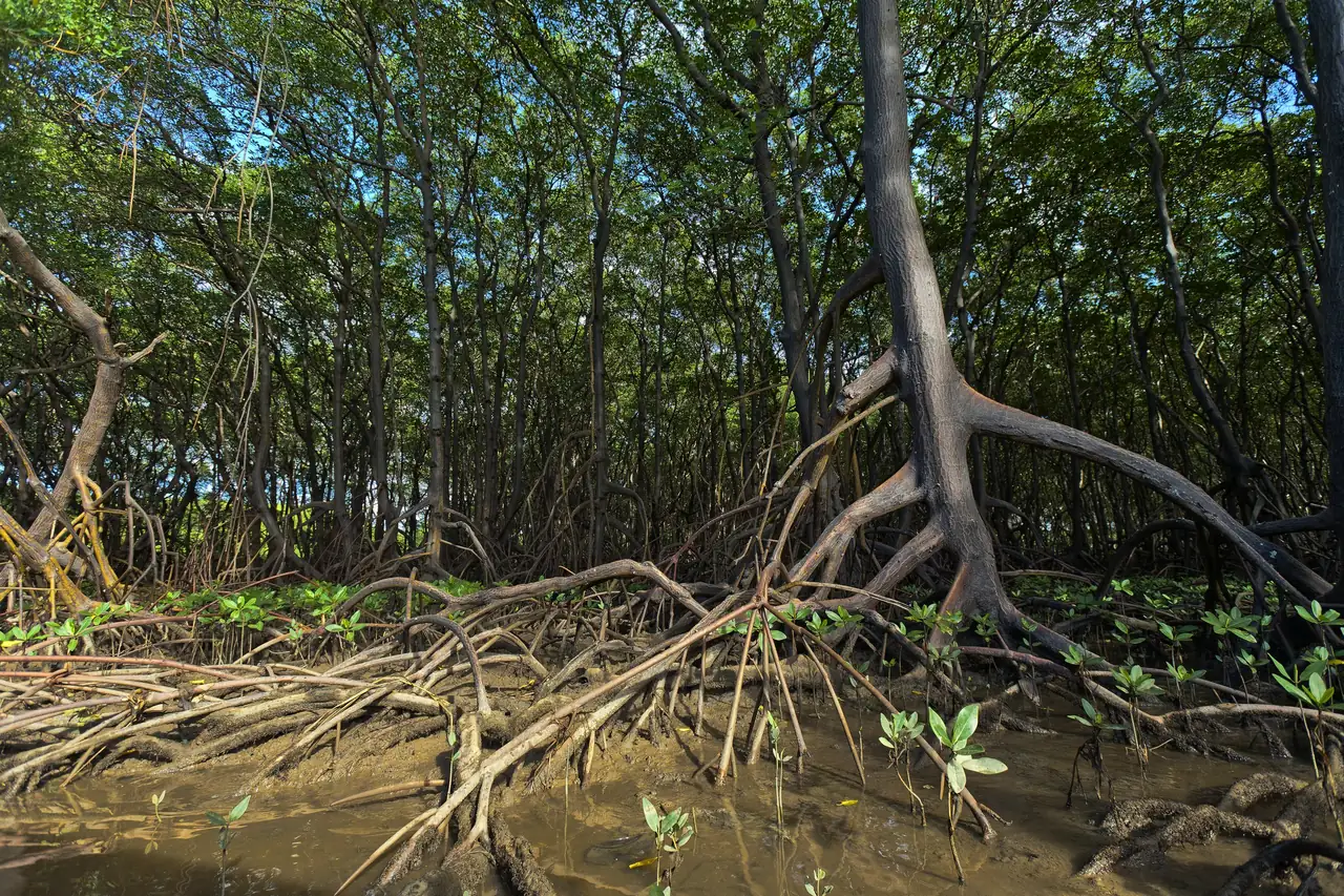 Raízes de mangue expostas na maré baixa