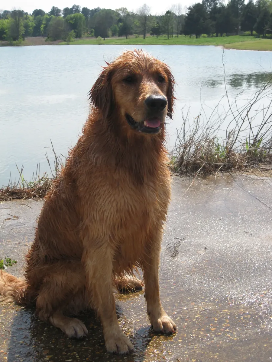 Golden retriever depois de buscar a bolinha. Imagem ilustrativa. Foto: Tbradenbishop / Wikimedia Commons, CC BY-SA 3.0
