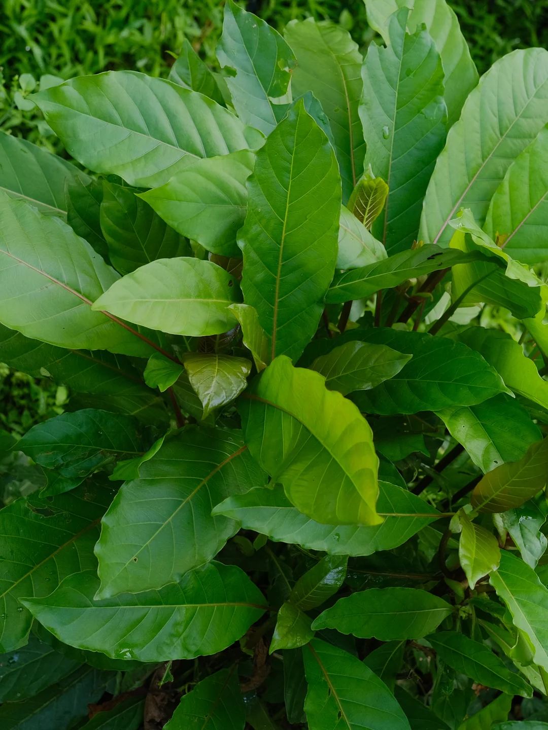 Folhas de kratom (Mitragyna speciosa). Ayuwadala / Wikimedia Commons, CC BY 4.0