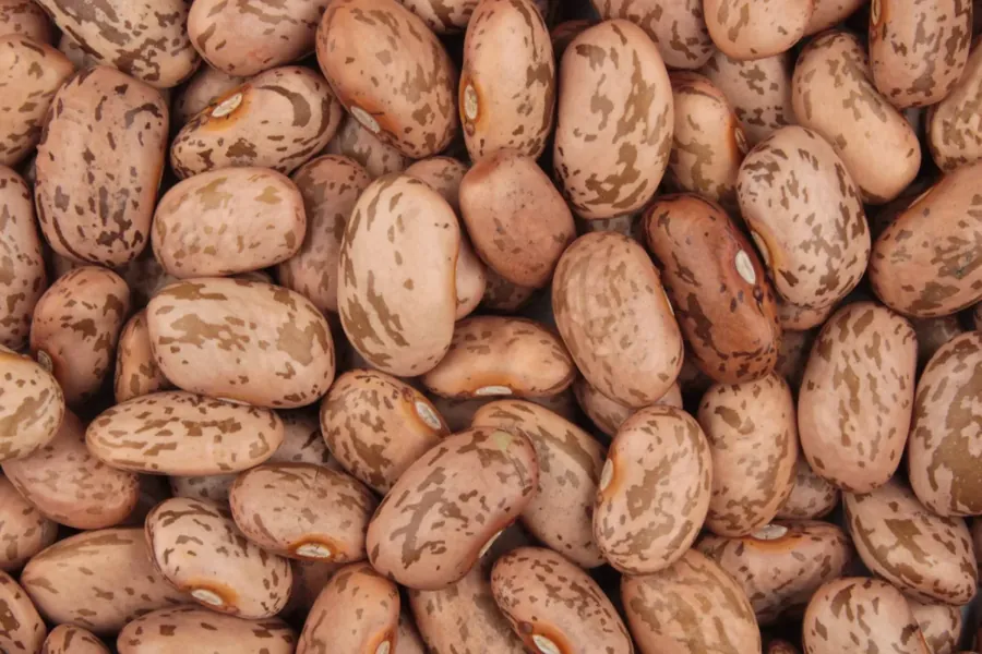 Grãos de feijão carioca (Bean appreciator / Wikimedia Commons, CC0)