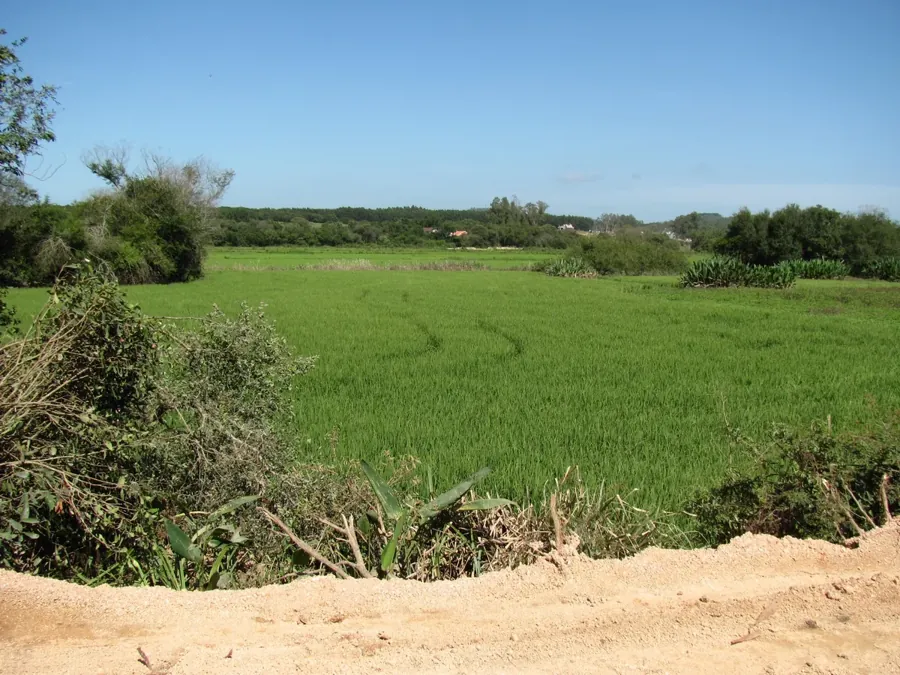 Lavoura de arroz em Sertão Santana, no Rio Grande do Sul (Paulo rsmenezes / Wikimedia Commons, CC BY-SA 3.0 BR)